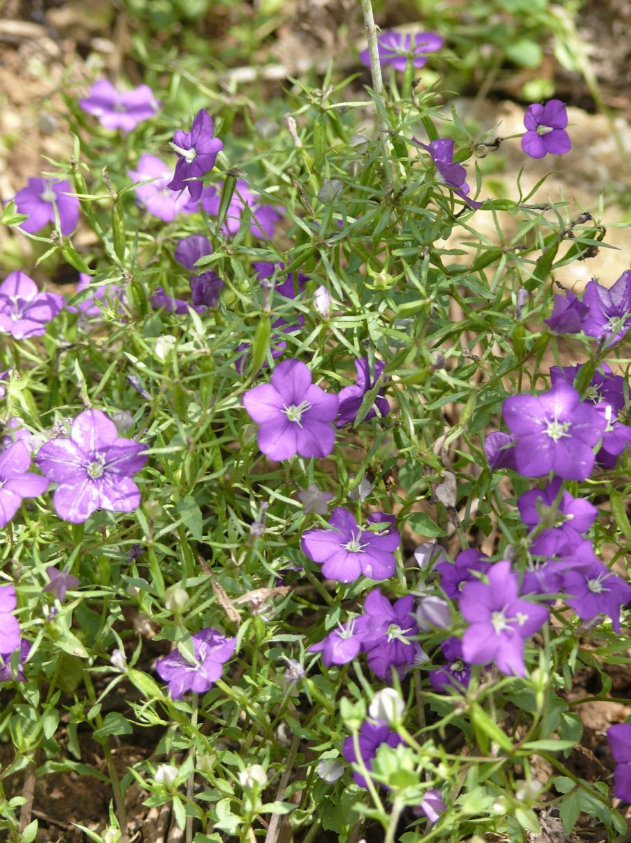 Легузия зеркало Венеры синяя