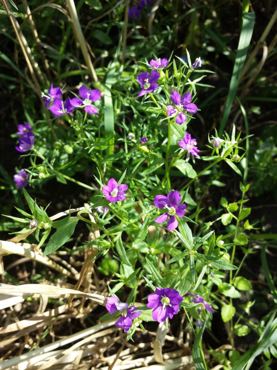 Гипсофила ползучая Filou White