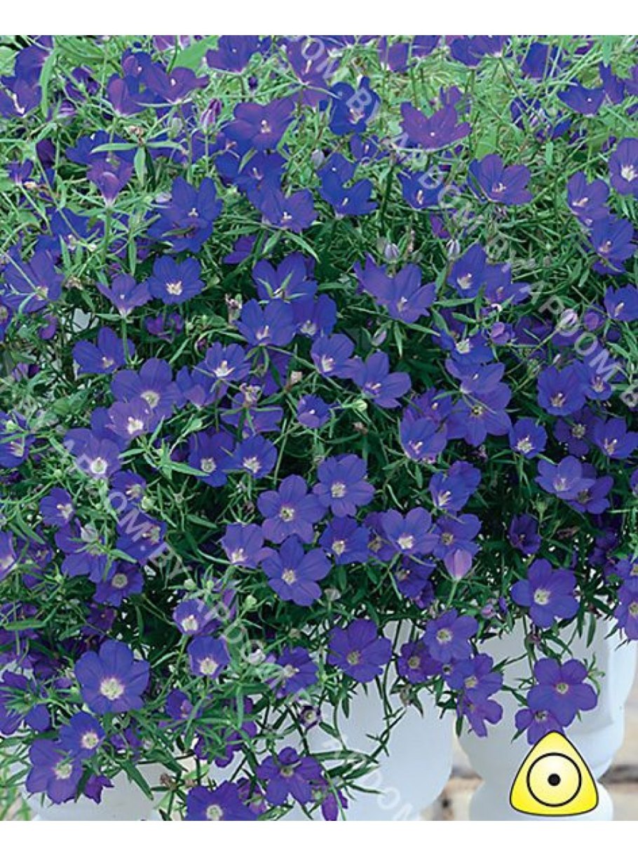 Цветок Легузия