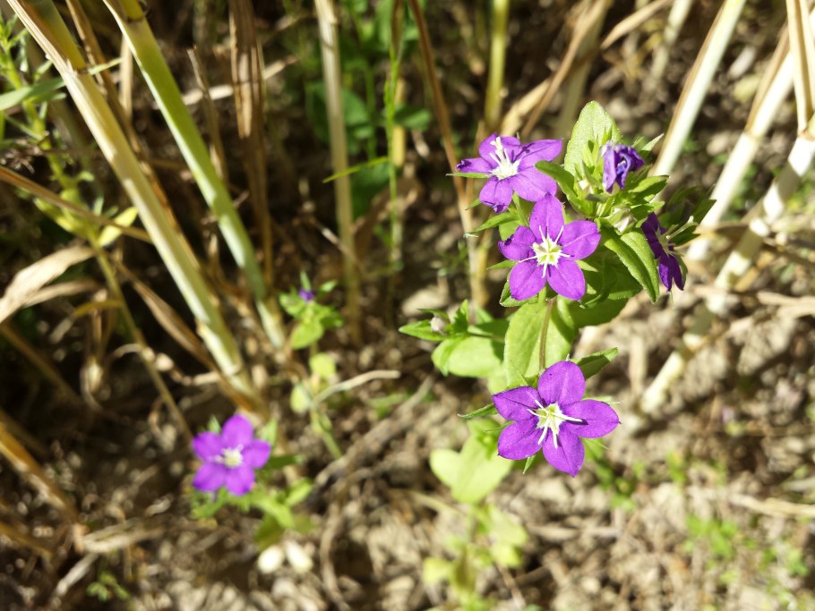 Цветок Легузия фото и описание