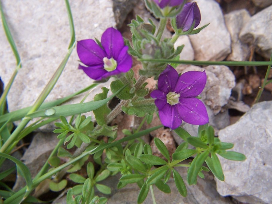 Легузия зеркало Венеры синяя