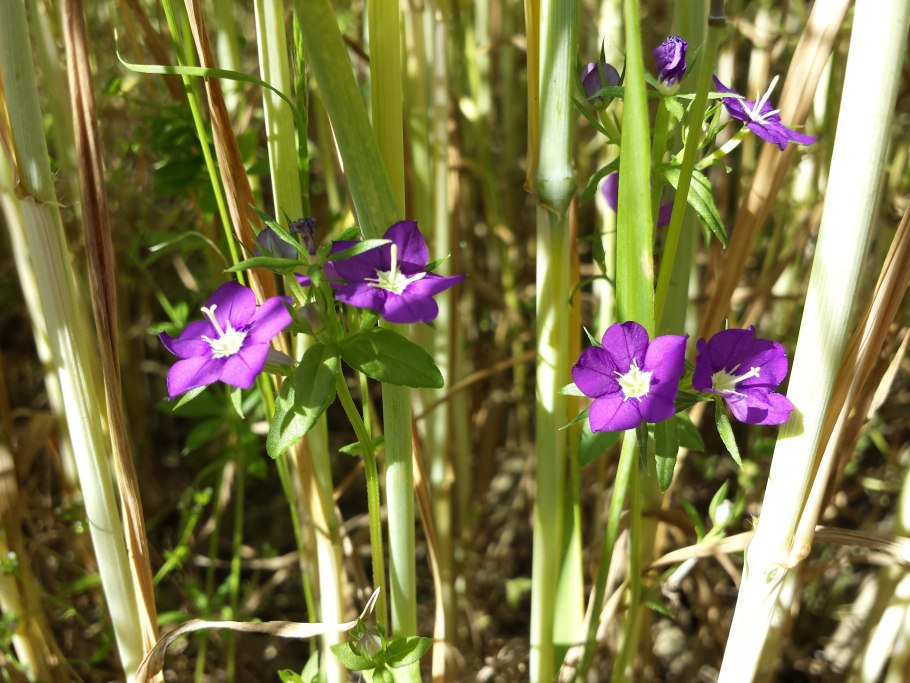 Легузия белая