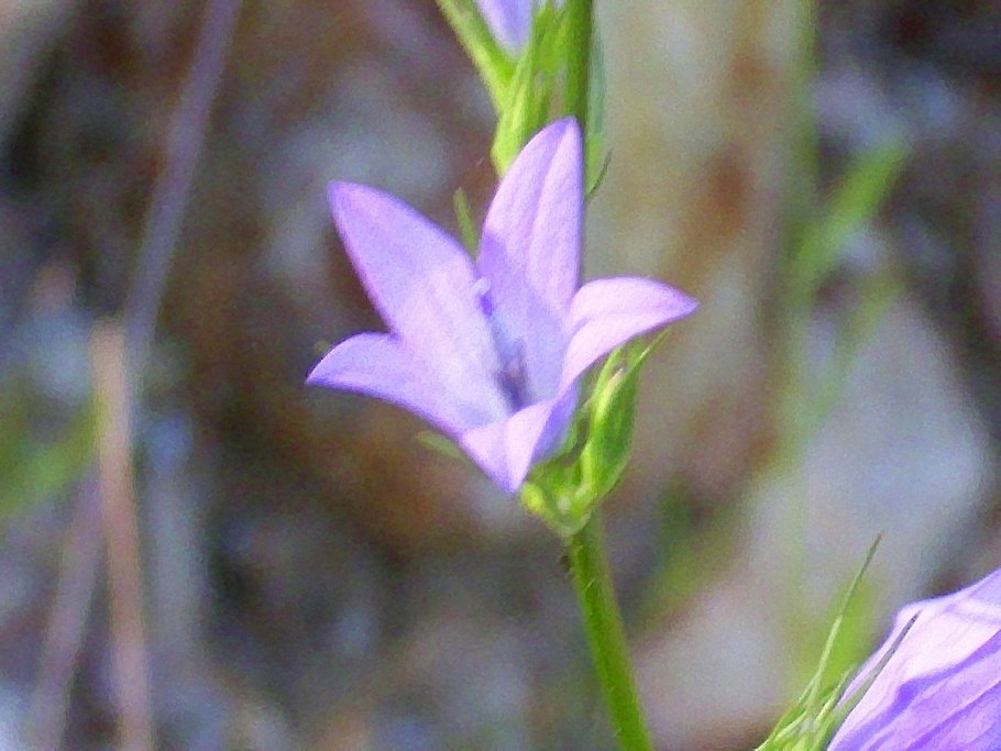 Драгоценная Орхидея Легузия