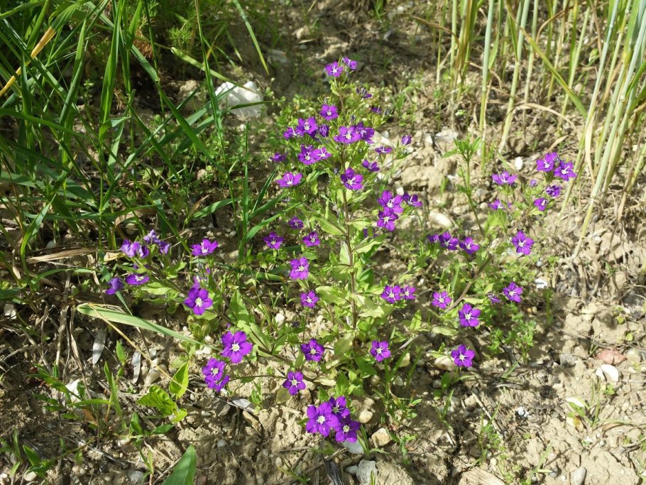 Легузия фото