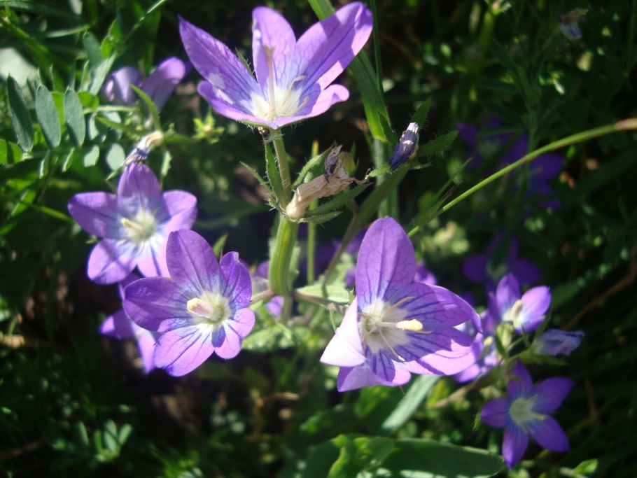 Легузия первый поцелуй