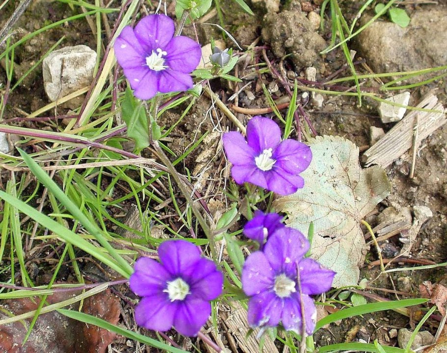 Легузия фото