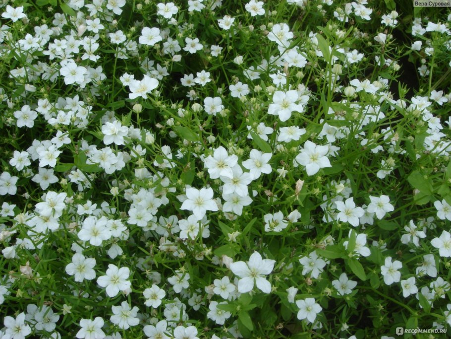 Легузия зеркало Венеры белая