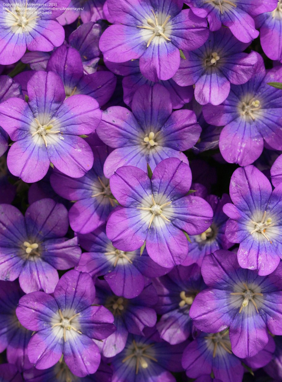 Legousia speculum-Veneris