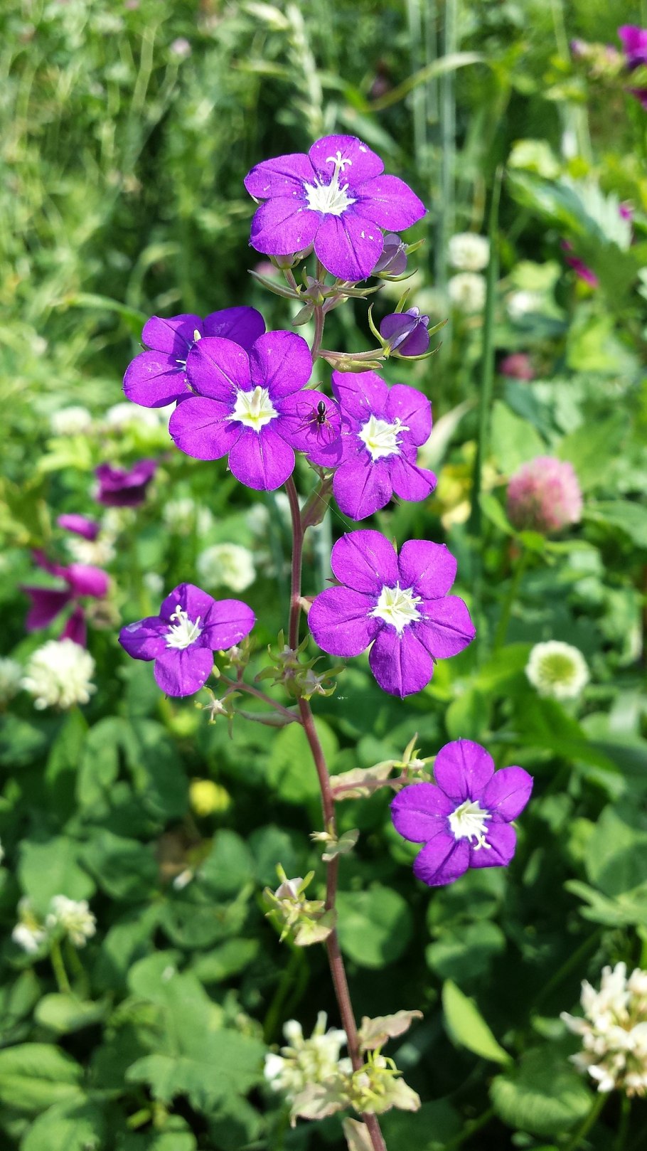 Лобелия ежевидная