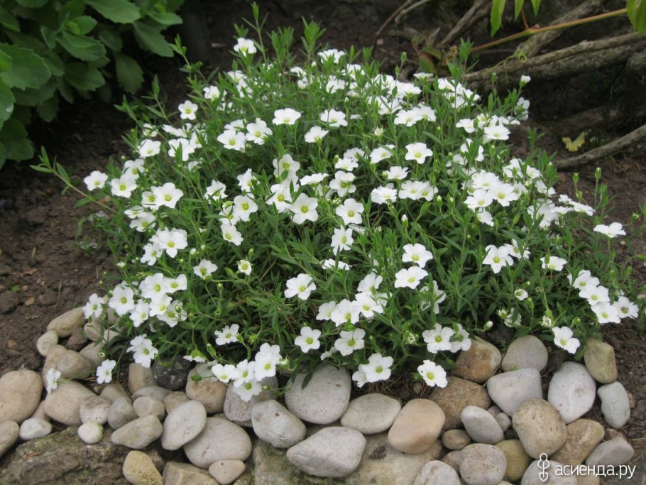 Горец Аметистовая крошка