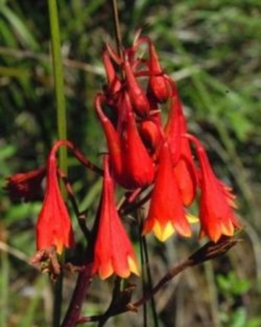 List of Erica species -Wikiwand