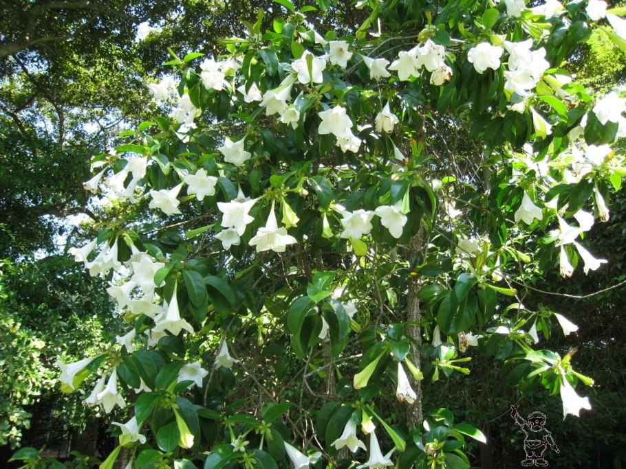 Rare Lithographs of Macrozamia, Bowenia, Banksia by w.h.Fitch 1853-1871