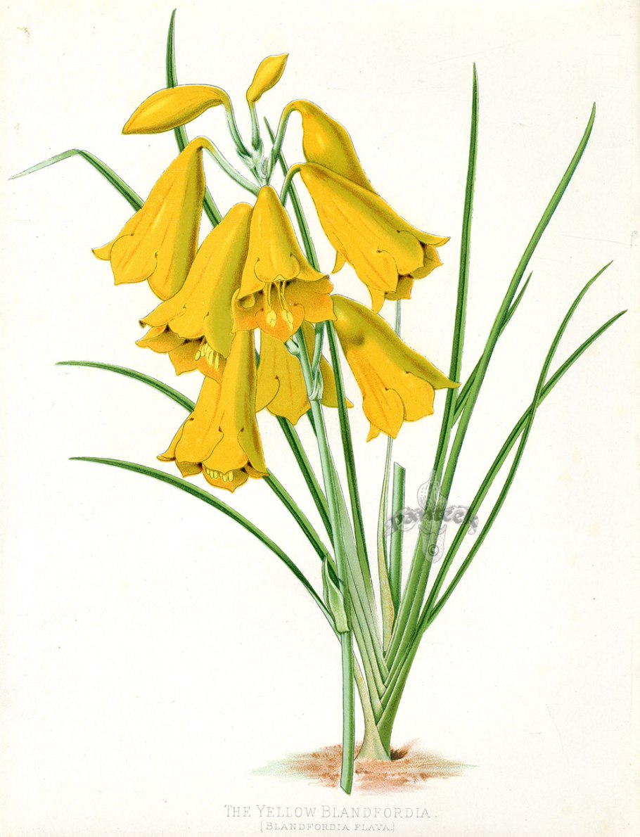 Blandfordia grandiflora