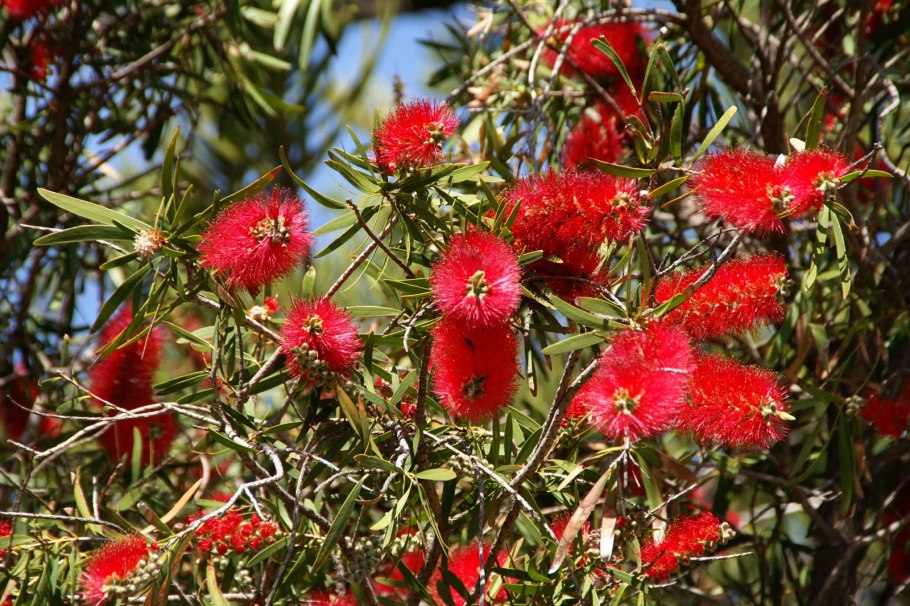 Берлиния крупноцветная