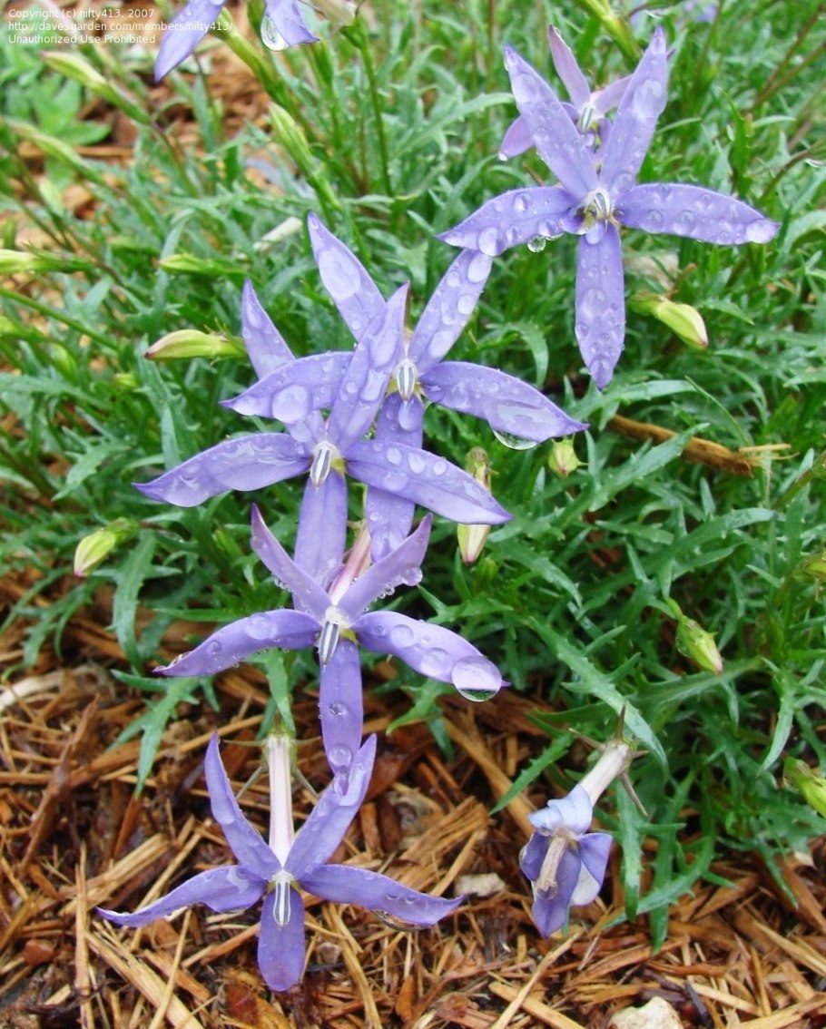 Полистахия субстрат polystachya