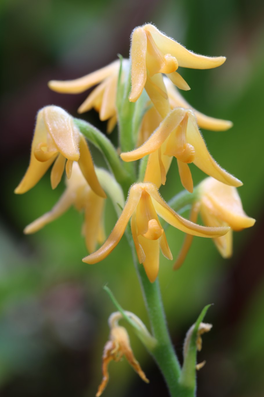 Рододендрон Чеер