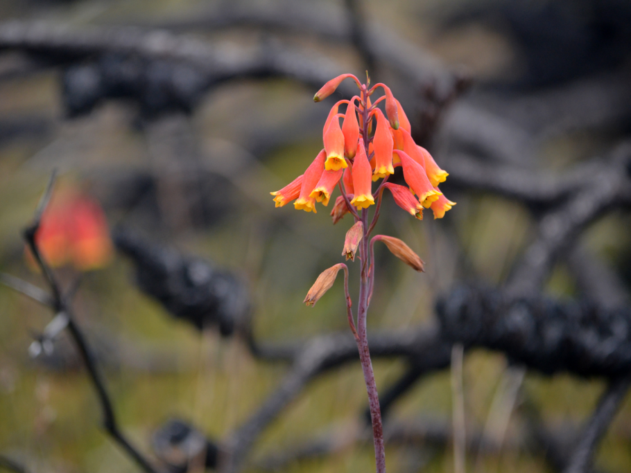 Дом Гриффит