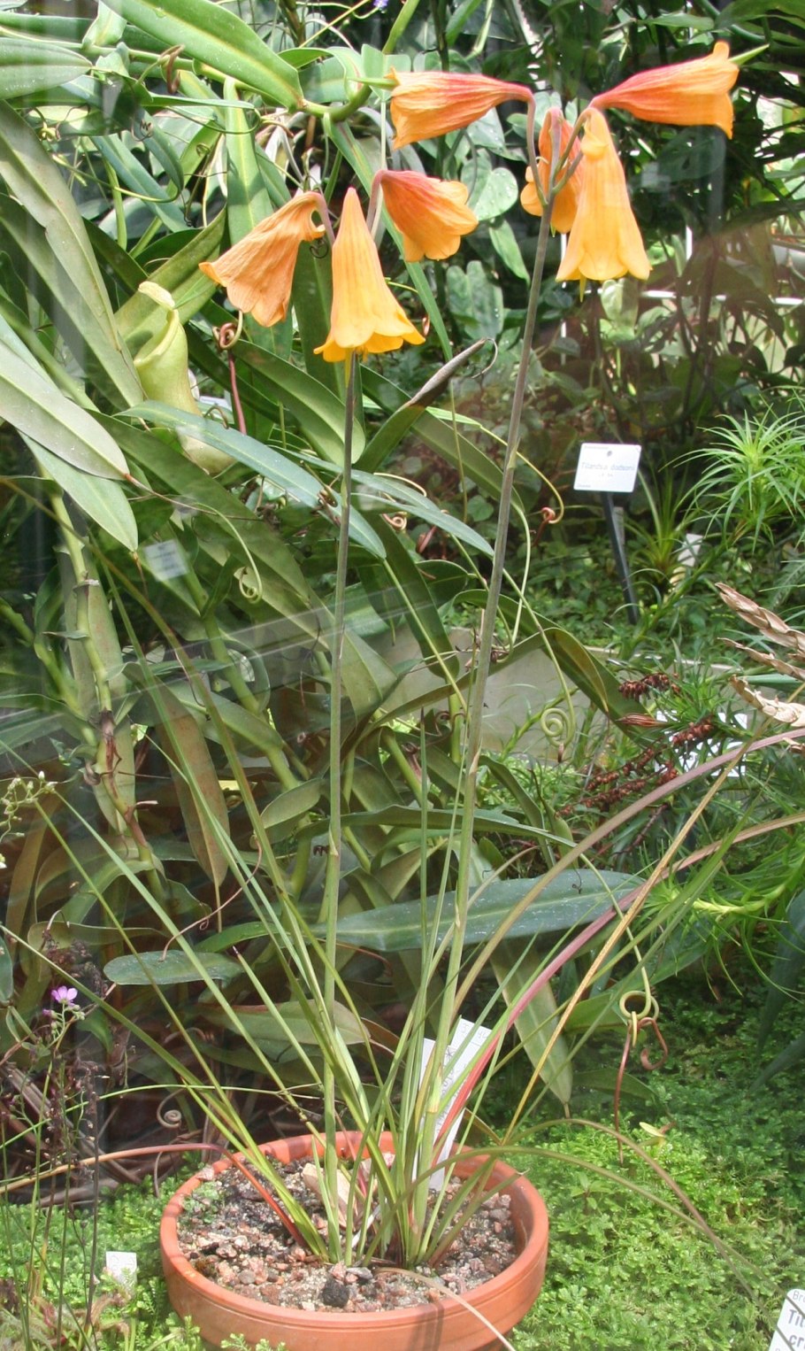 Цветы Ричардии