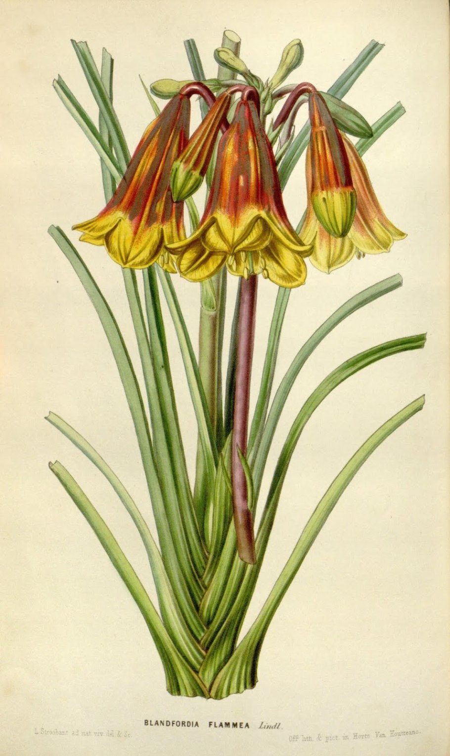 Кавендиши Википедия цветок