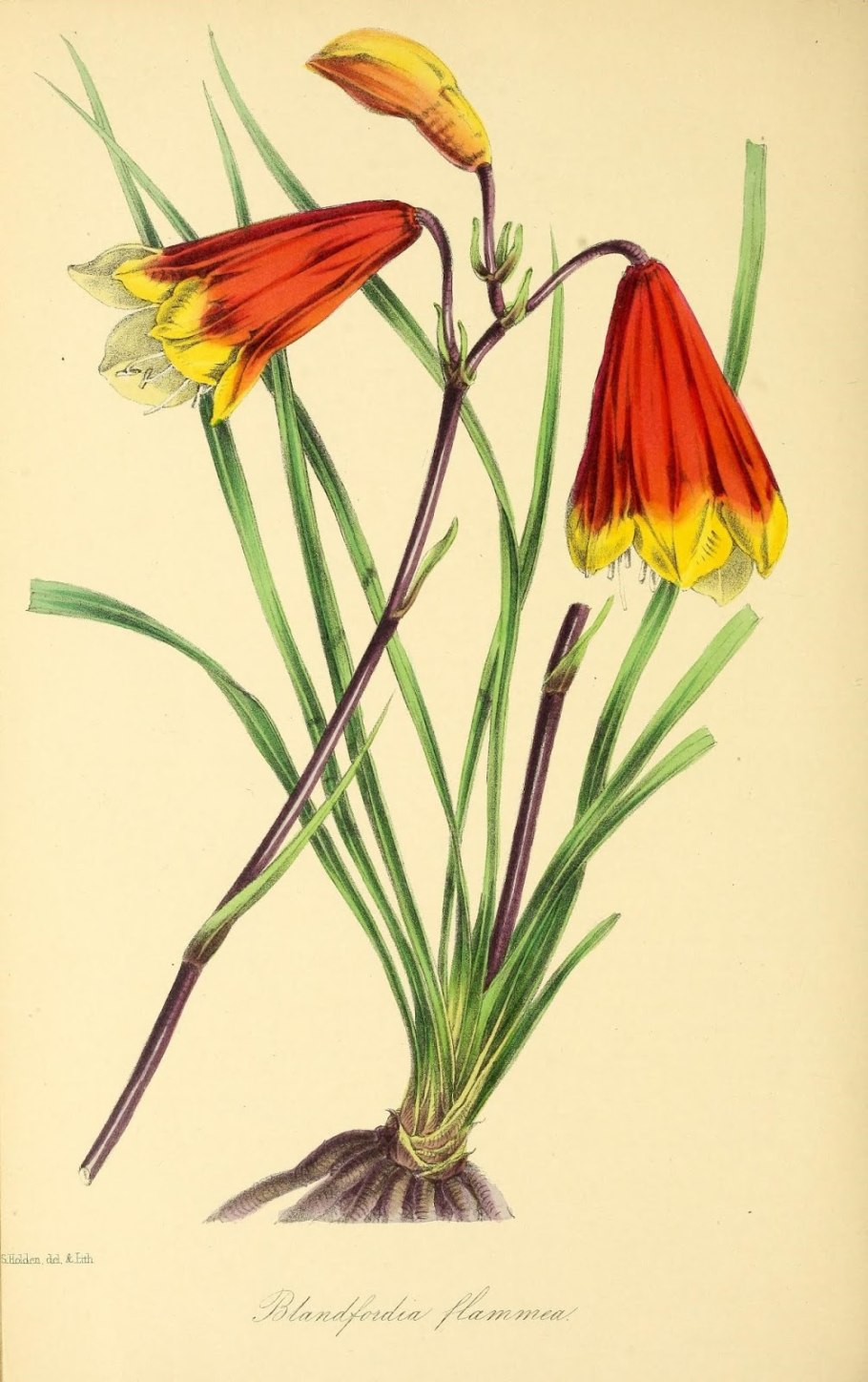 Соцветие алоэ