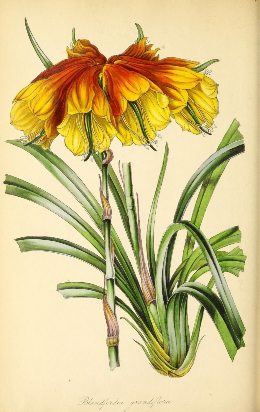 Blandfordia grandiflora