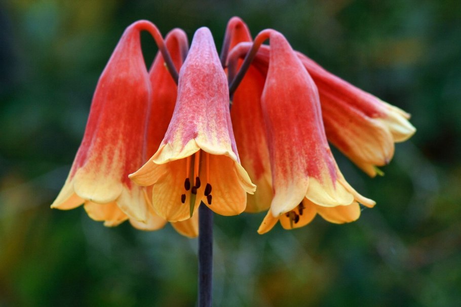 Blandfordia grandiflora