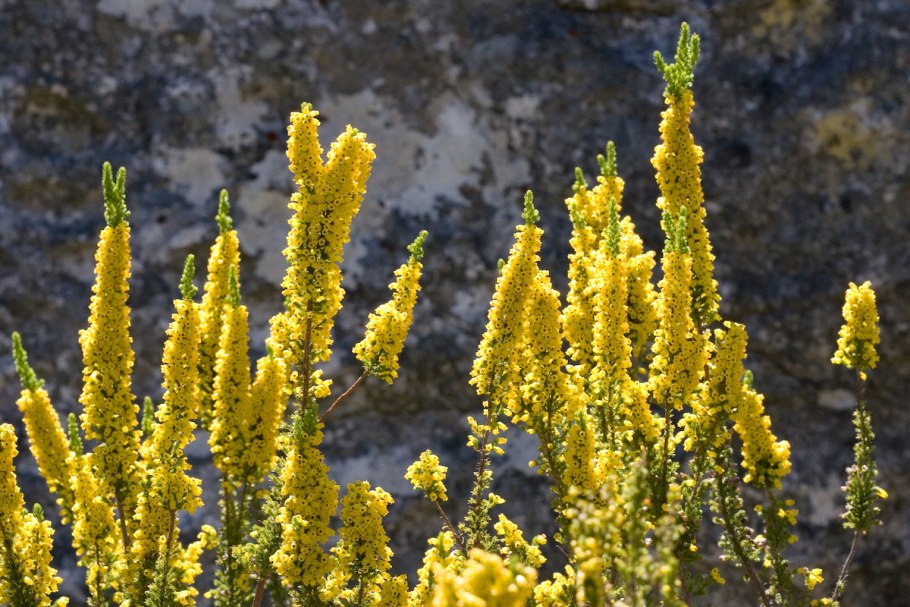 Abelia grandiflora (Abelia)