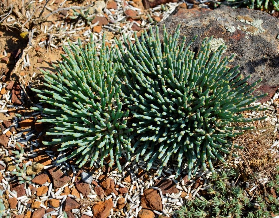 Anabasis cretacea