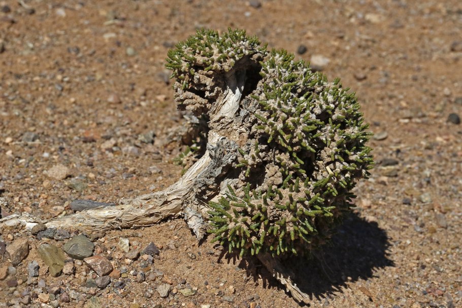 Anabasis cretacea