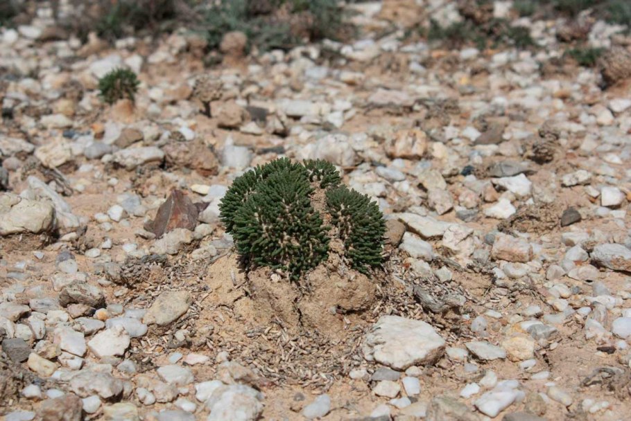 Anabasis cretacea