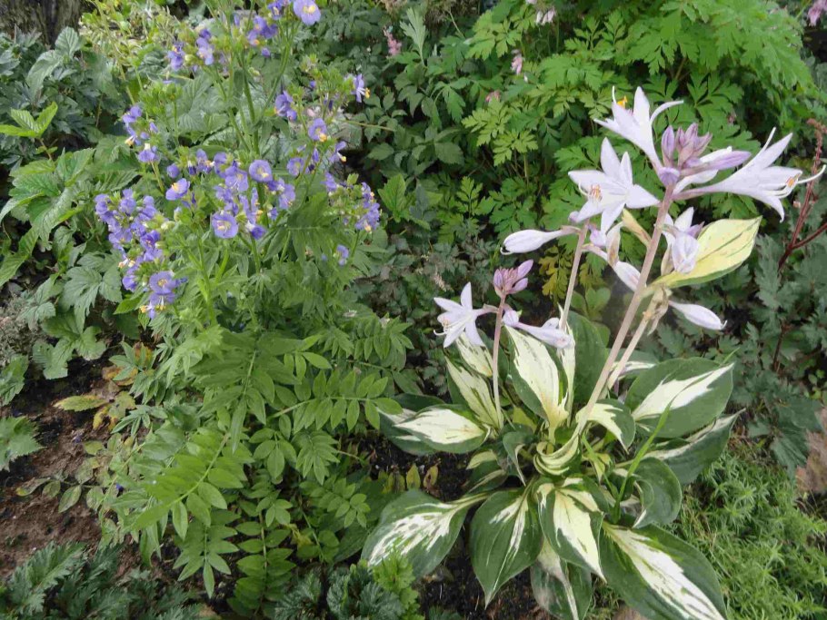 Синюха Вариегата