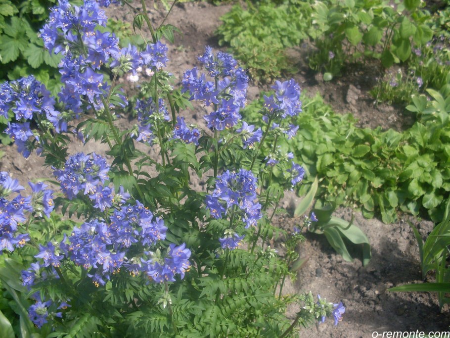 Синюха голубая. 2 Оценили 2 человека