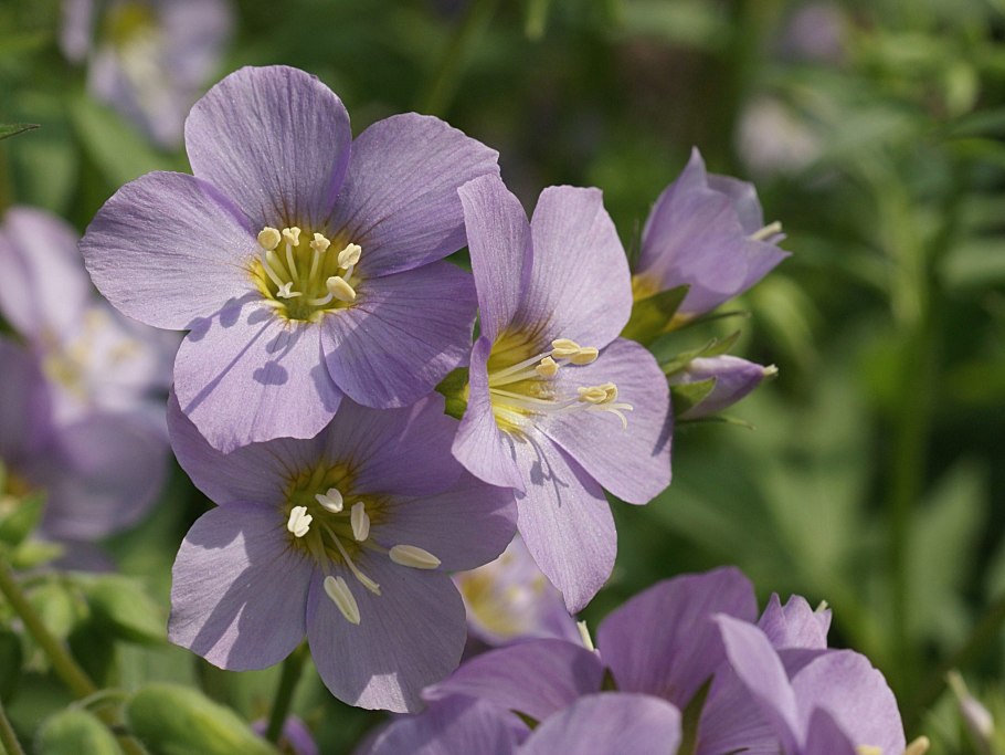 Синюха (Polemonium)