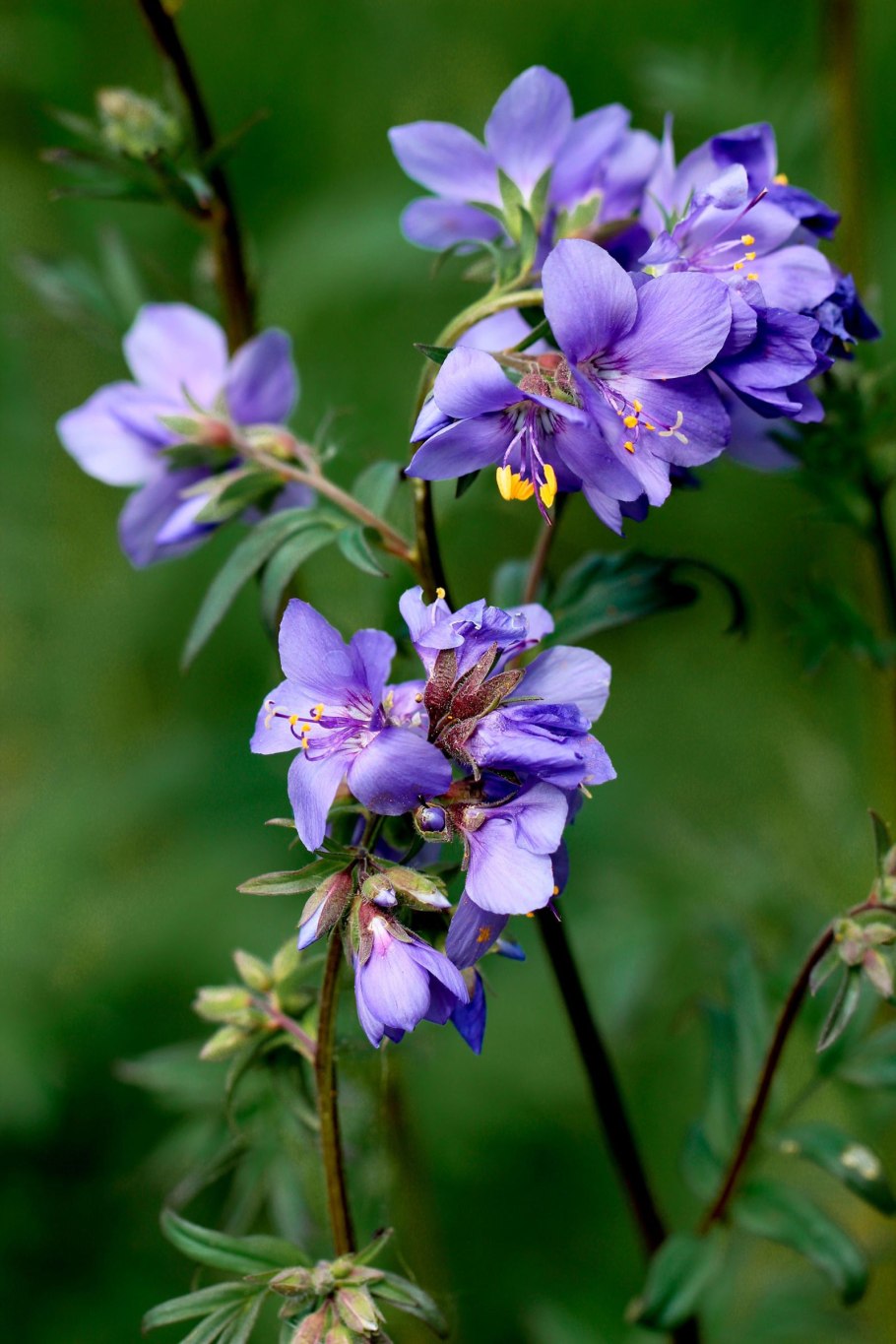 Синюха рыба