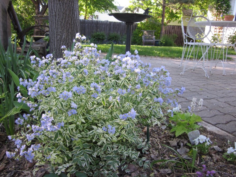 Синюха Хевен