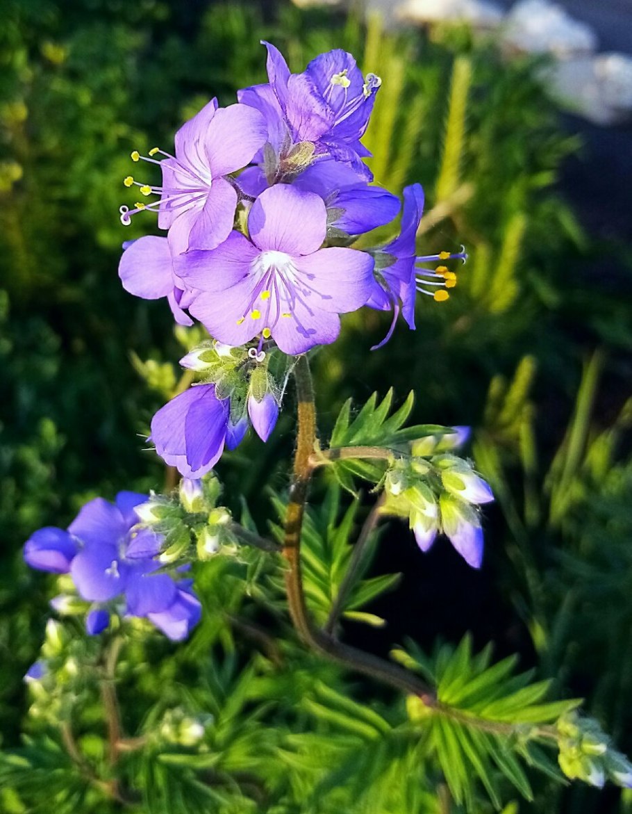 Синюха остролепестная