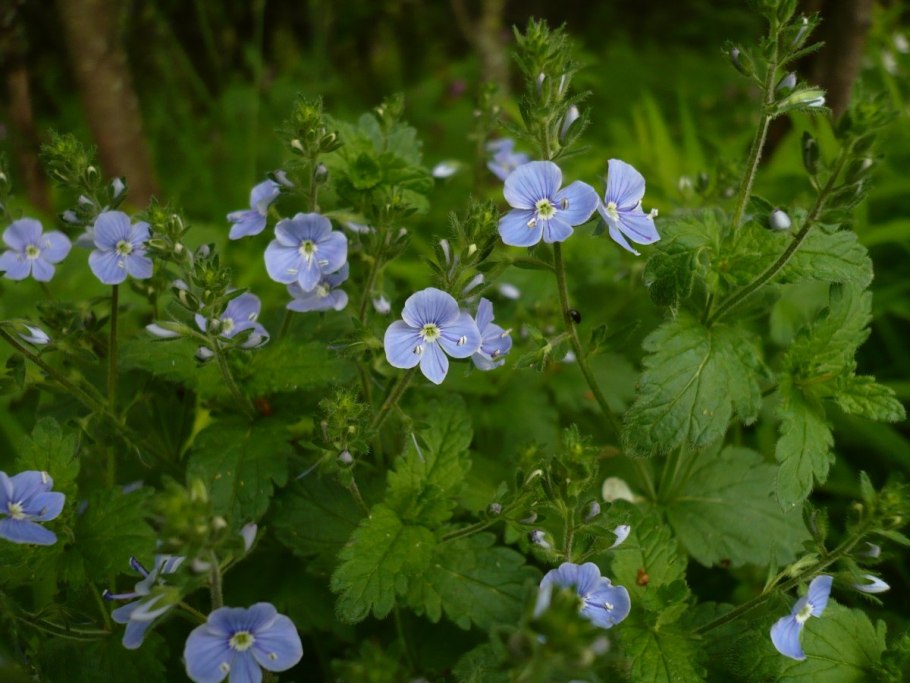 Синюха вариегатная
