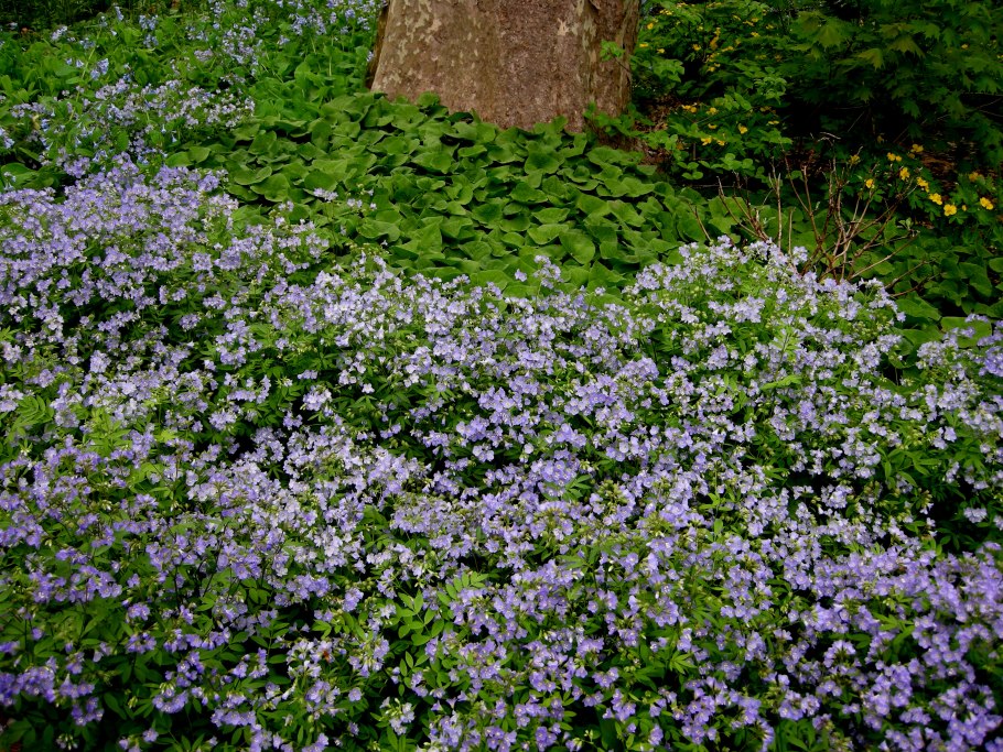 Polemonium reptans