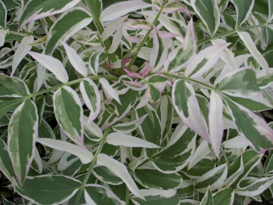 Дерен белый сибирика вариегата