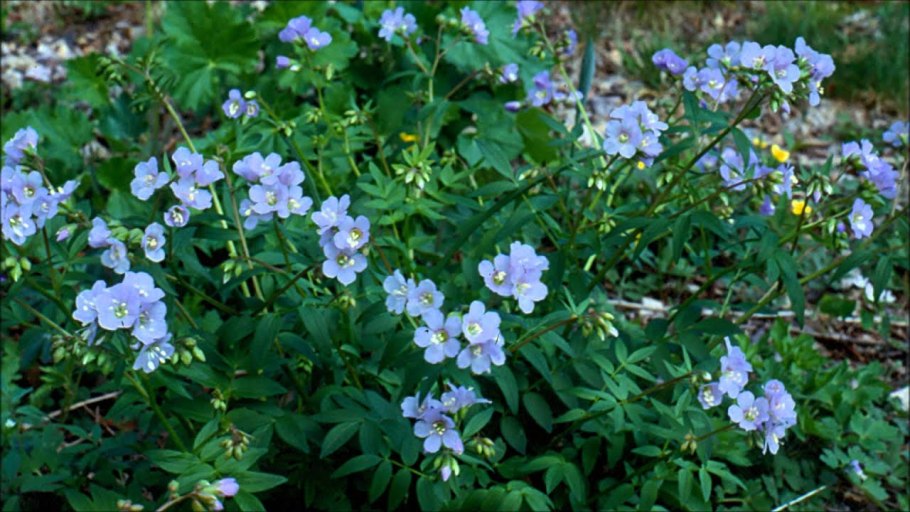 Синюха малоцветковая