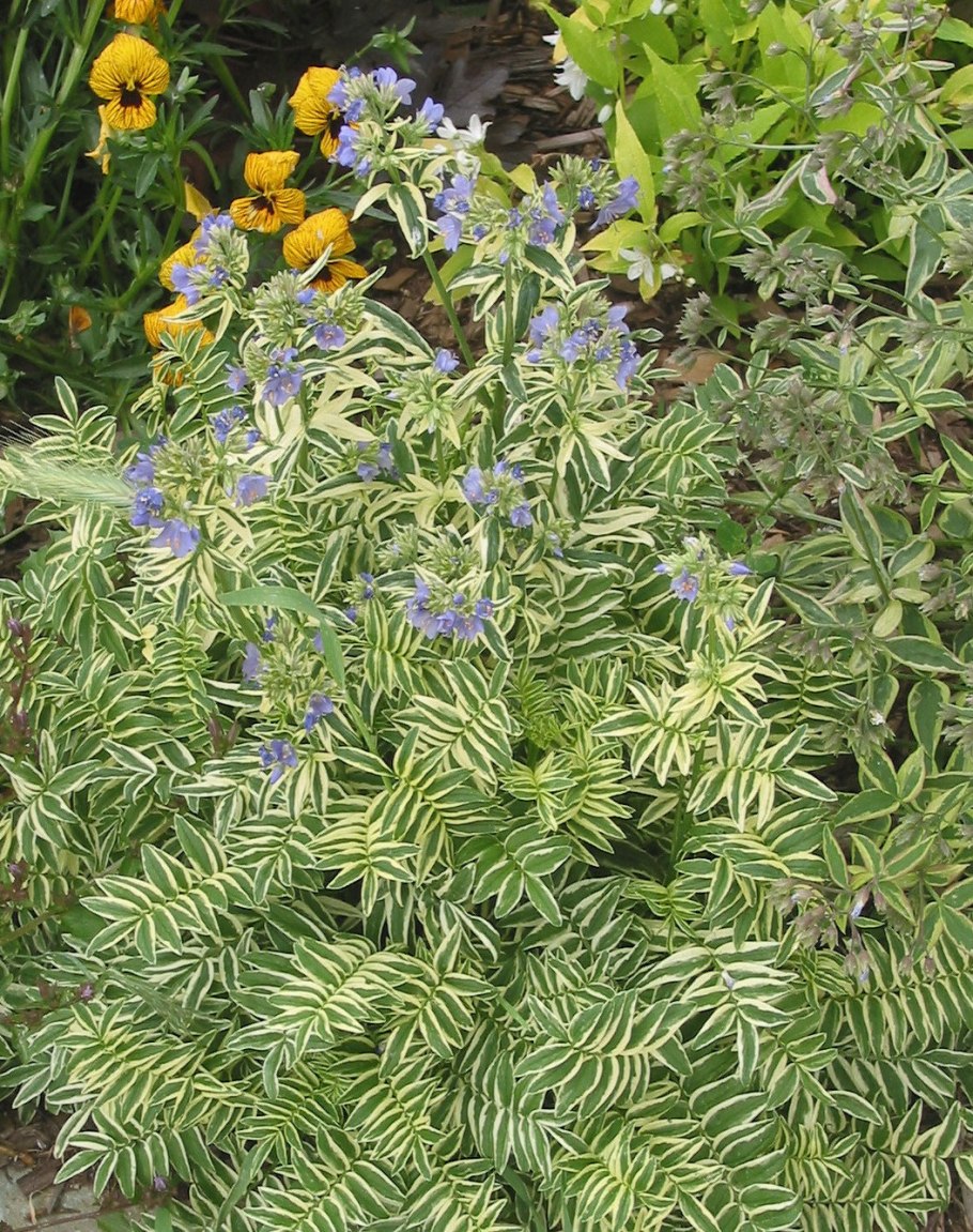 Синюха Вариегата