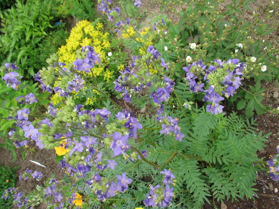 Синюха Старвей ту Хевен