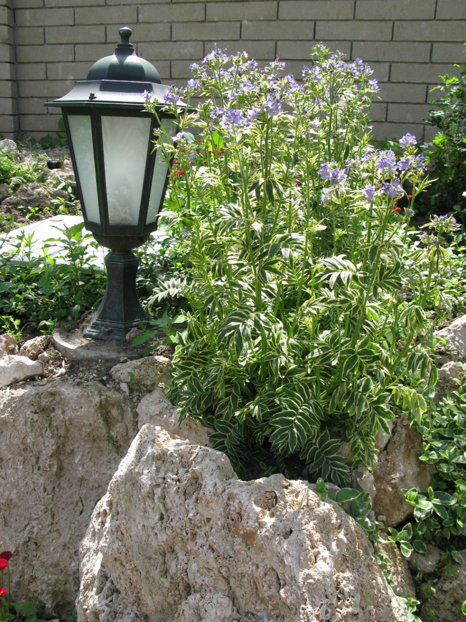 Синюха Вариегата