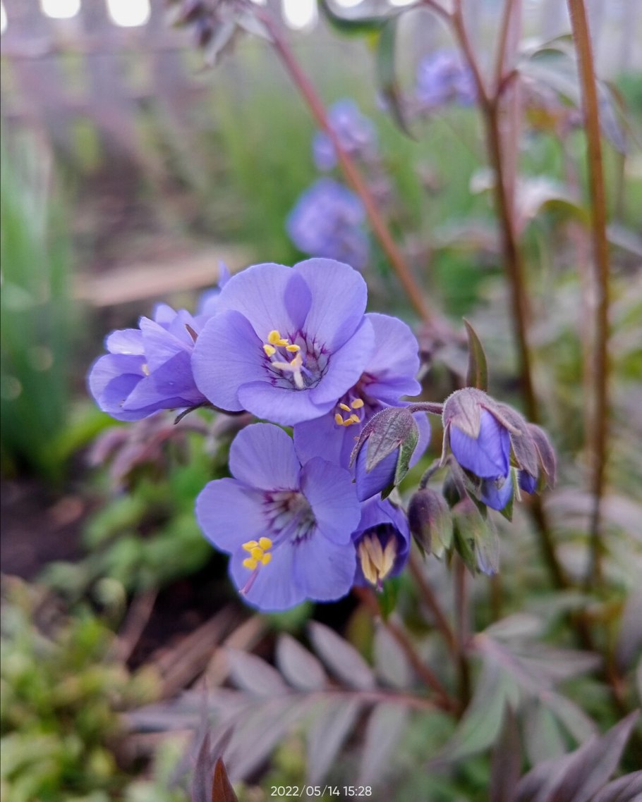 Синюха многолистная