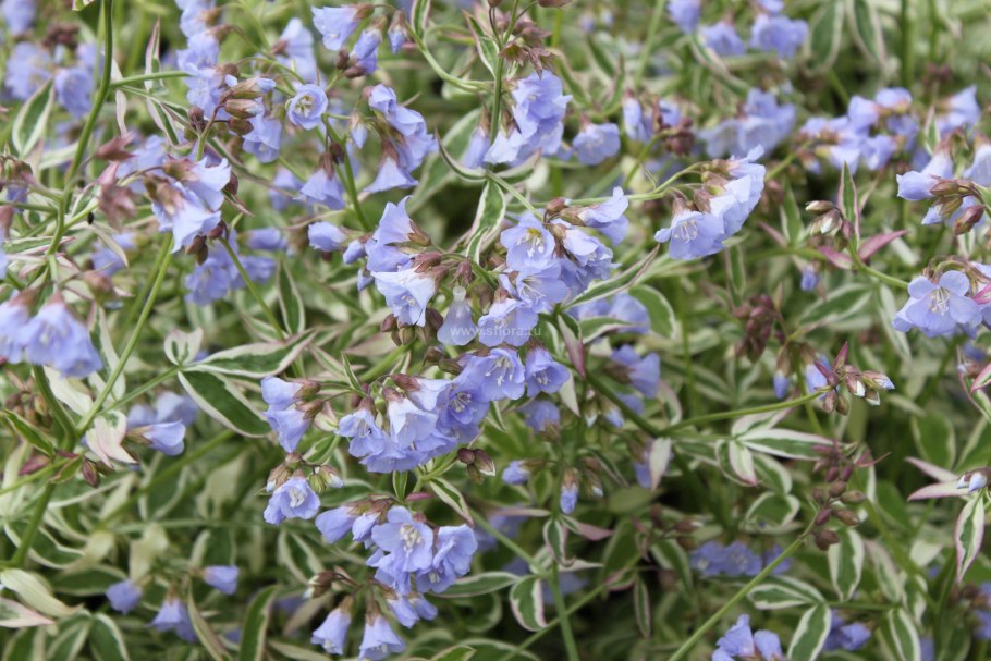 Polemonium reptans Синюха ползучая
