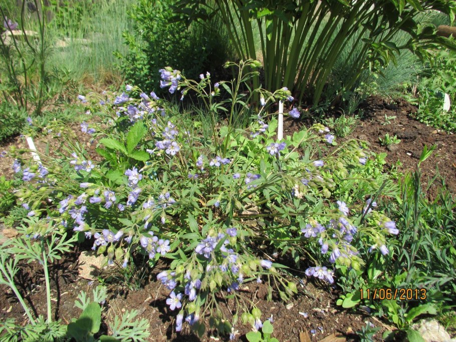 Синюха Северная Heavenly Habit