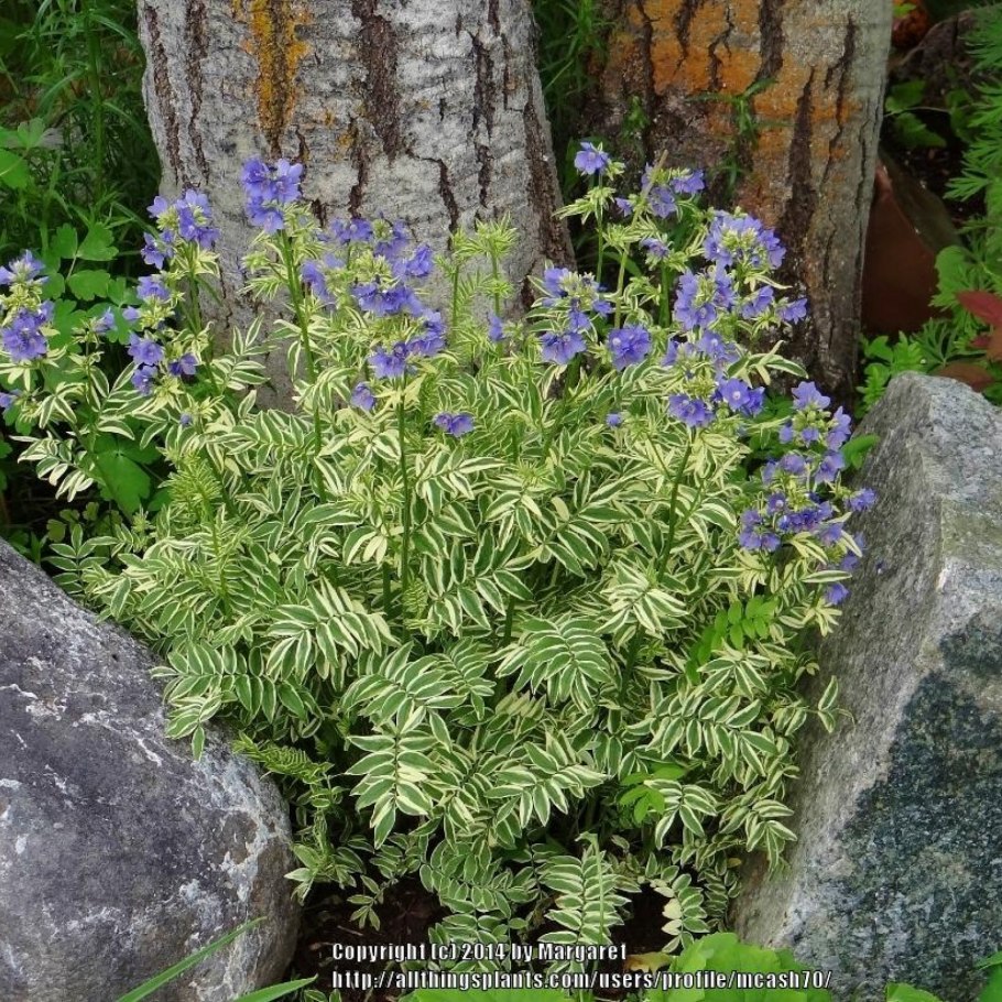 Синюха ползучая Lambrook Gold