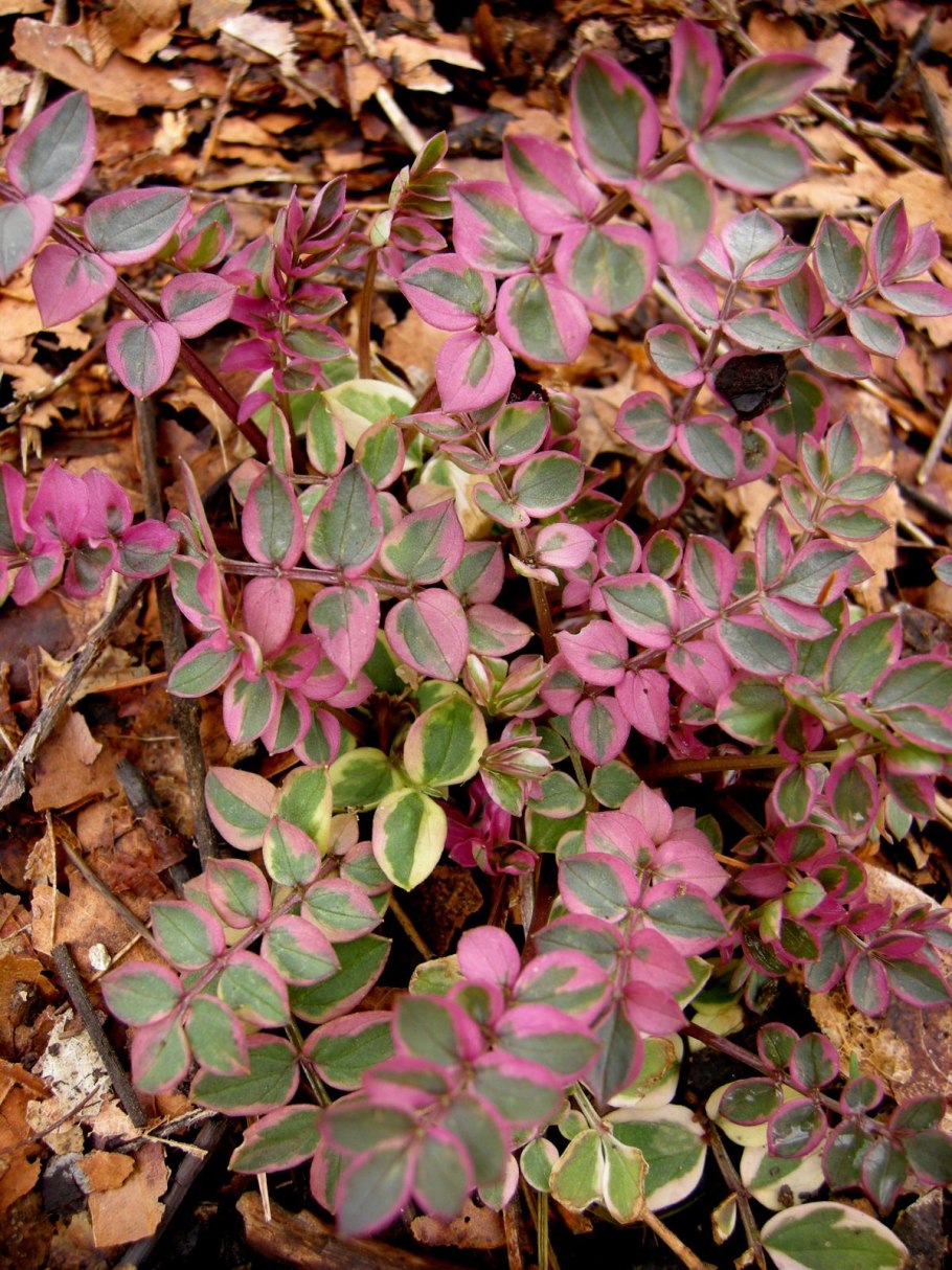 Синюха ползучая Вариегата