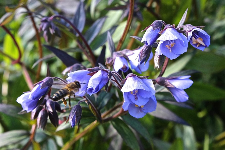 Синюха Садовая