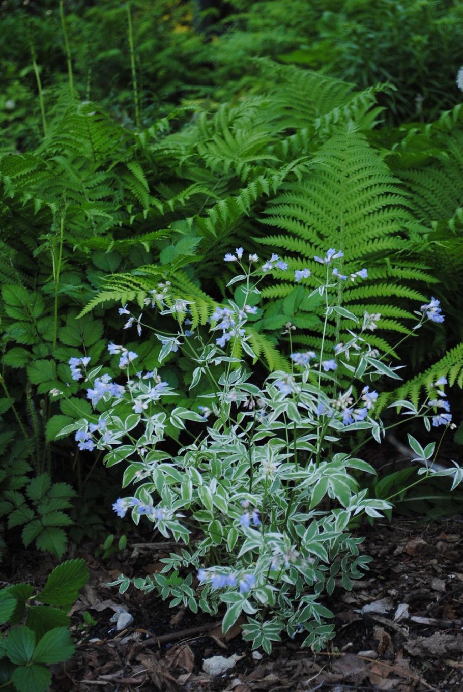 Синюха голубая Вариегата тач оф Гласс